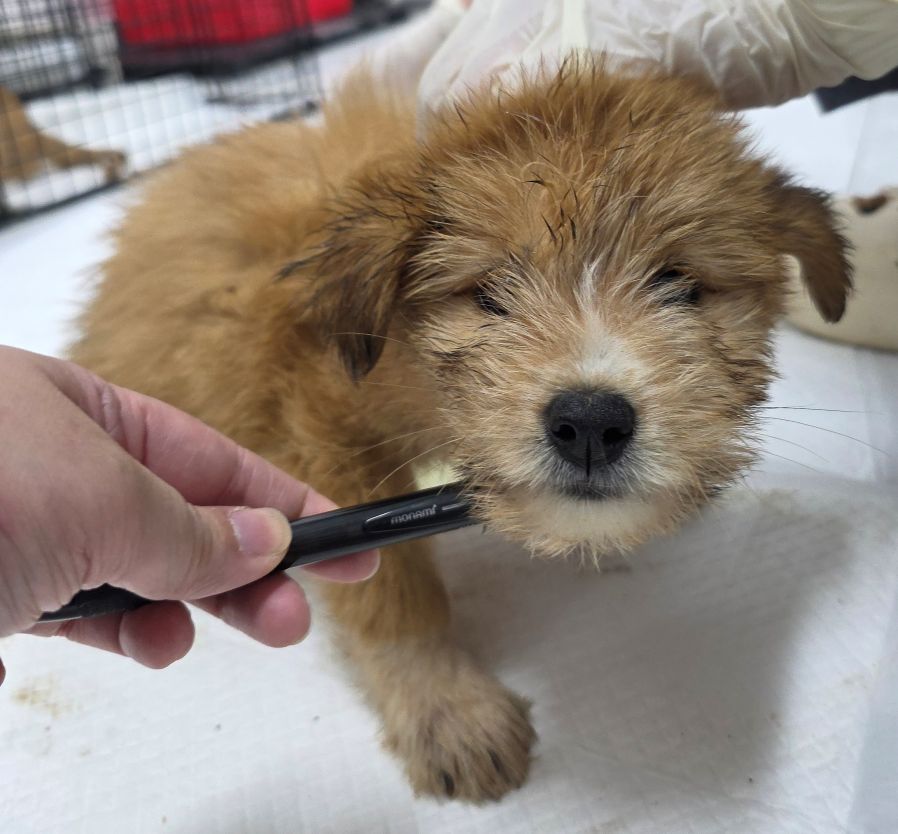 보호중 믹스견의 가…